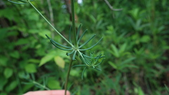 Galium glaucum