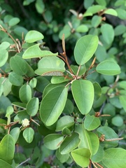 Croton pseudopulchellus