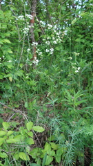 Galium glaucum