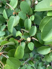 Croton pseudopulchellus