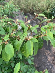 Croton pseudopulchellus