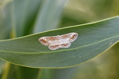 Dithalama cosmospila