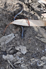 Hemiergis decresiensis