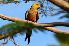 Aratinga