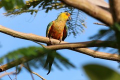 Aratinga
