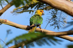 Aratinga
