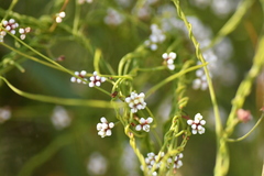 Cassytha glabella dispar