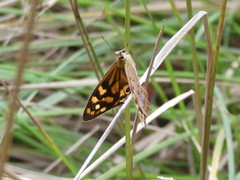 Heteronympha paradelpha