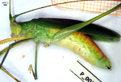 Pterophyllini