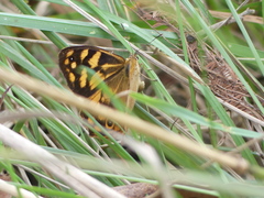 Heteronympha paradelpha