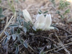 Astragalus brevifolius