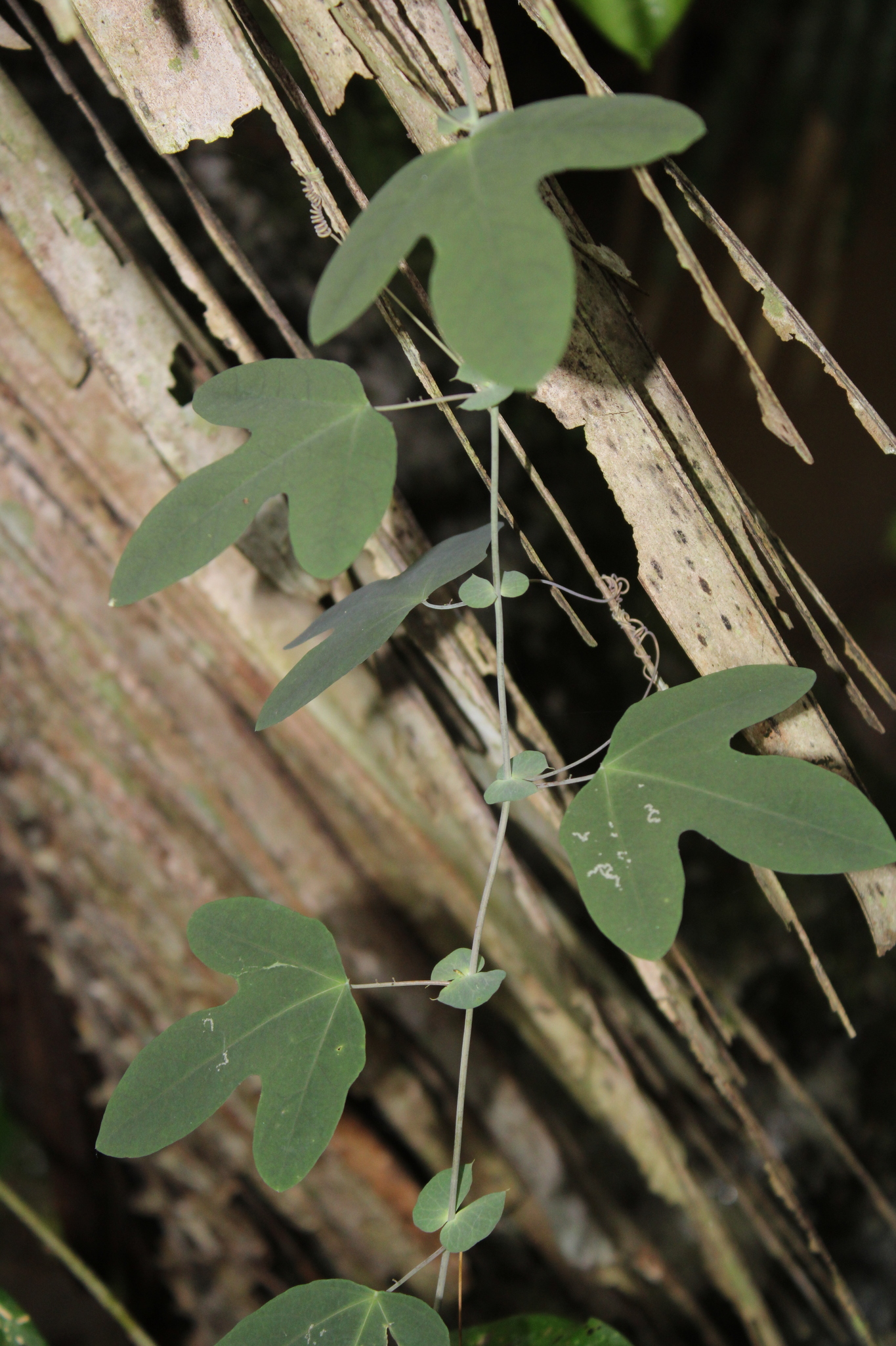 Passiflora castellanosii