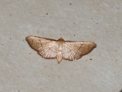 Hypolamprus ypsilon