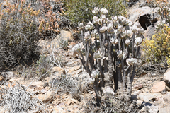 Crassula arborescens