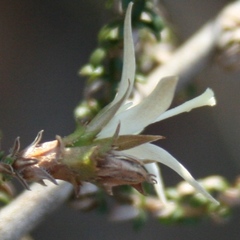 Roella secunda