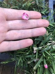 Angiospermae