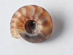 Discus rotundatus