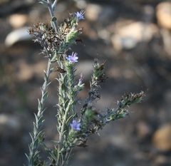 Lobostemon echioides