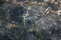 Lobostemon echioides