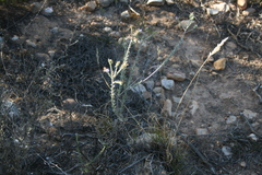 Lobostemon echioides