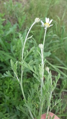 Anthemis ruthenica