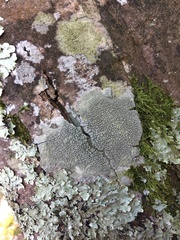 Pertusaria pertusa