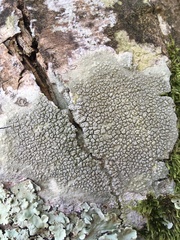 Pertusaria pertusa