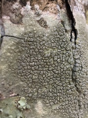Pertusaria pertusa