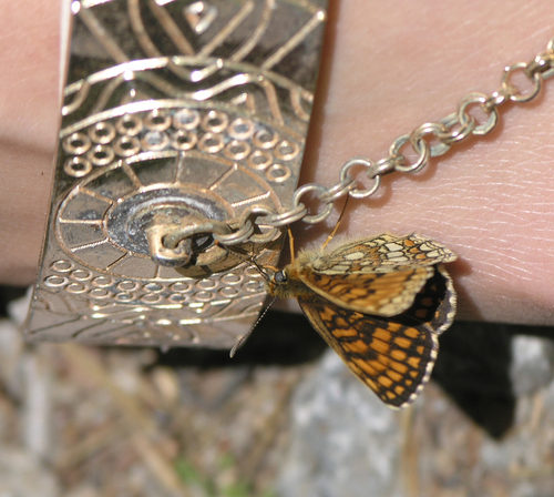 Heath Fritillary photo 3