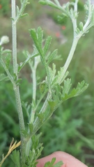 Anthemis ruthenica