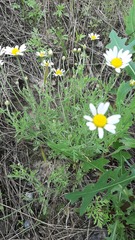Anthemis ruthenica
