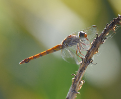 Orthemis macrostigma