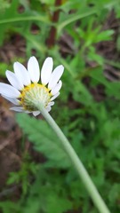Anthemis ruthenica
