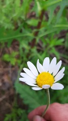 Anthemis ruthenica
