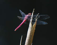 Orthemis macrostigma