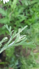 Anthemis ruthenica