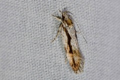 Eulechria xeropterella