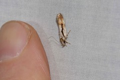 Eulechria xeropterella