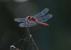 Orthemis macrostigma