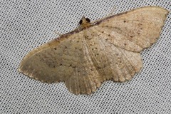 Chrysolarentia microcyma