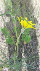 Tragopogon orientalis