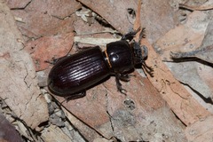 Aulacocyclus