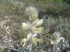 Hedysarum candidum