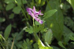 Corydalis buschii