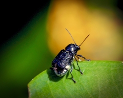 Aporocera scabrosa