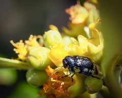 Aporocera scabrosa