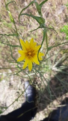 Tragopogon orientalis