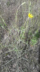 Tragopogon orientalis