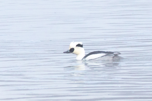Serreta chica (Mergellus albellus)