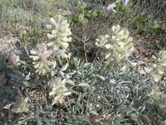 Hedysarum candidum